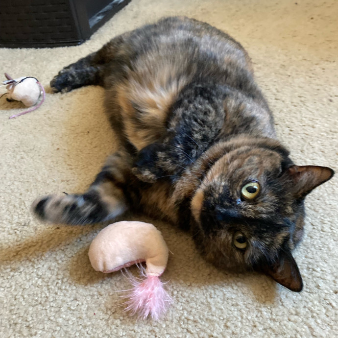 Julie's Purrfessional Cat Care