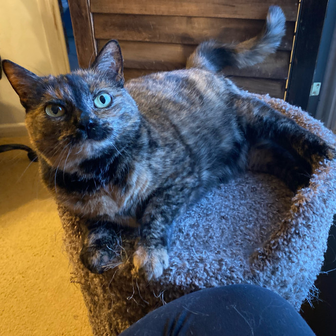 Julie's Purrfessional Cat Care