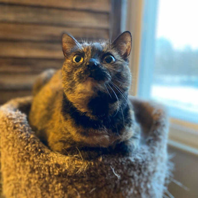 Julie's Purrfessional Cat Care