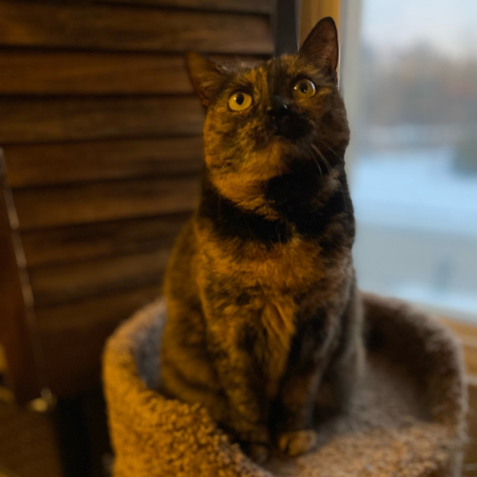 Julie's Purrfessional Cat Care
