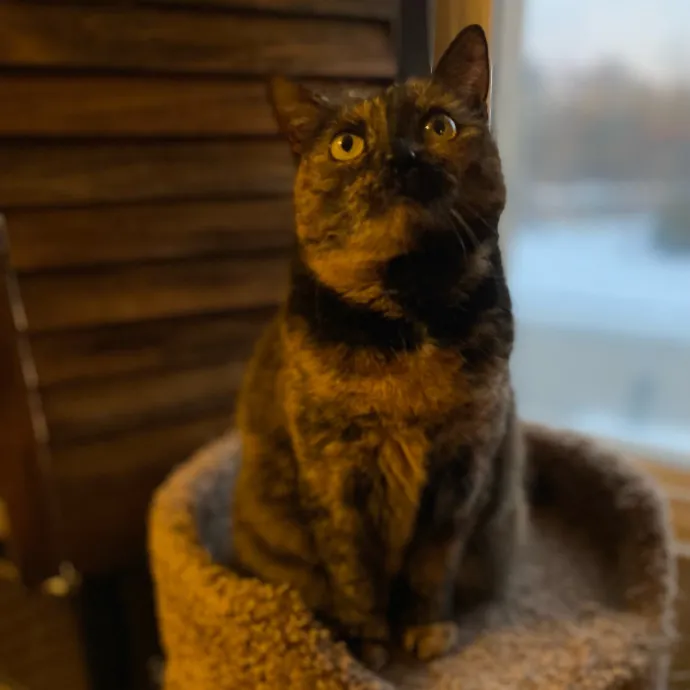 Purrfessional Cat Care - Made To Meet Your Kitty Sitting Needs