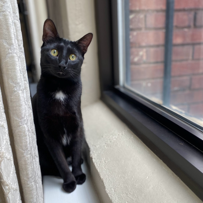 Julie's Purrfessional Cat Care