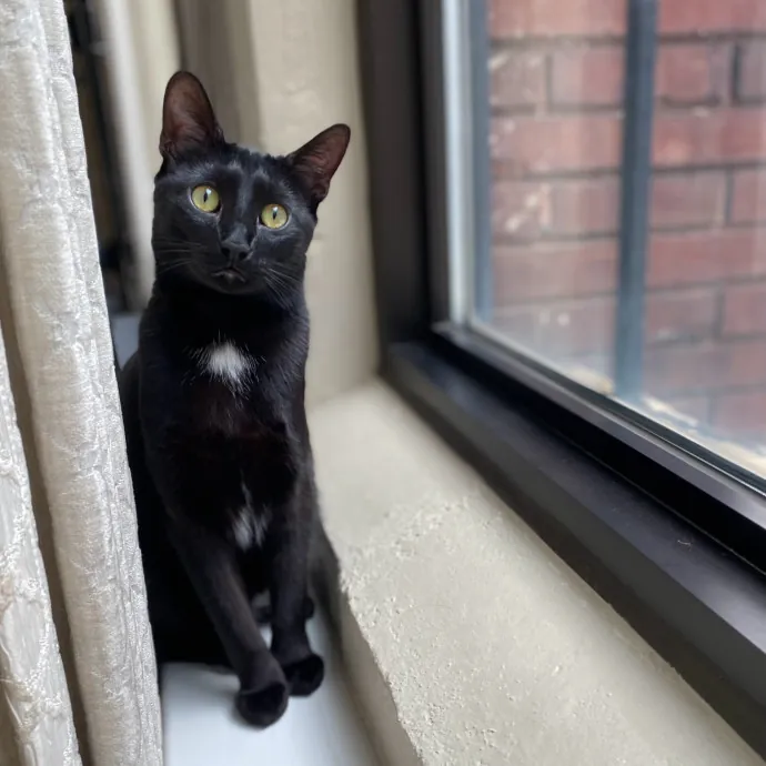 Purrfessional Cat Care - Made To Meet Your Kitty Sitting Needs