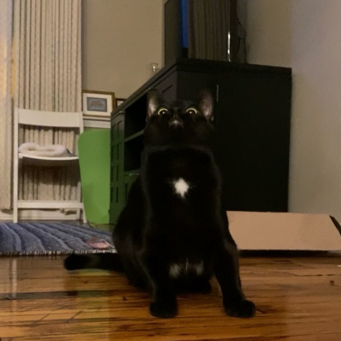 Julie's Purrfessional Cat Care