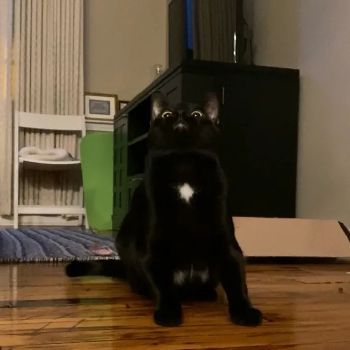 Purrfessional Cat Care - Made To Meet Your Kitty Sitting Needs