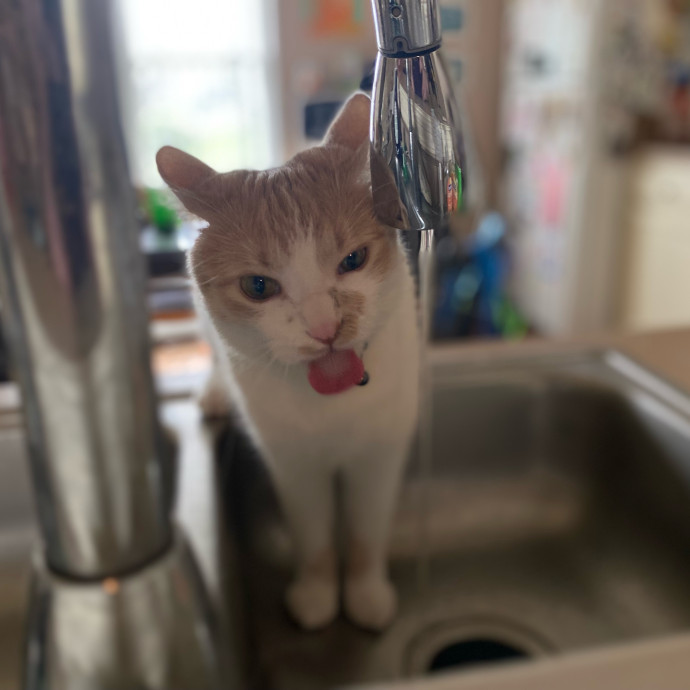 Julie's Purrfessional Cat Care