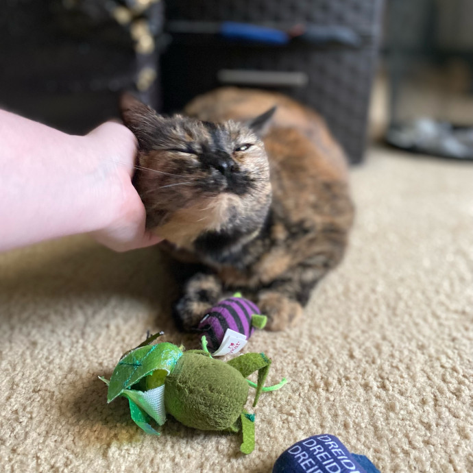 Julie's Purrfessional Cat Care