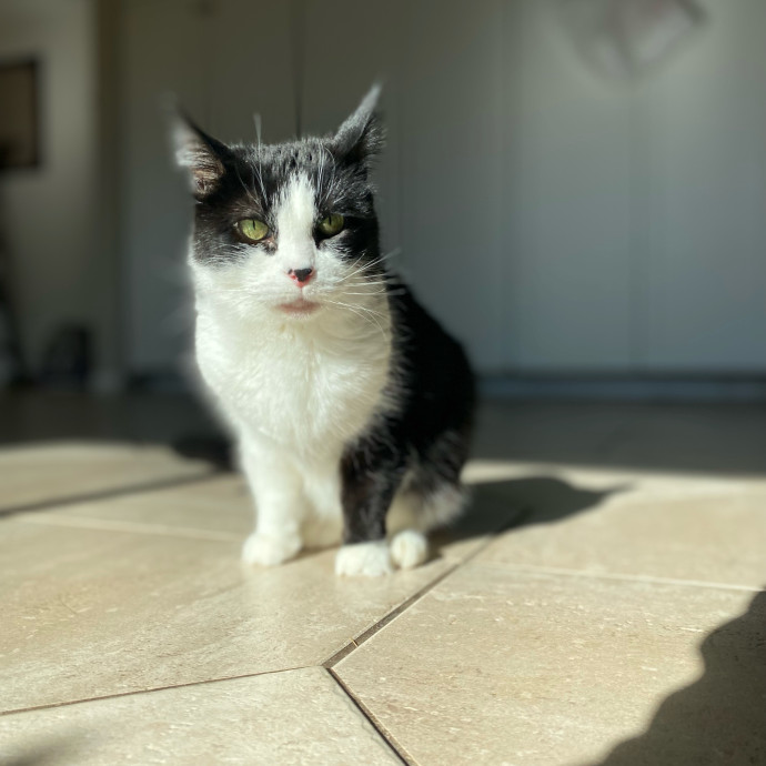 Julie's Purrfessional Cat Care