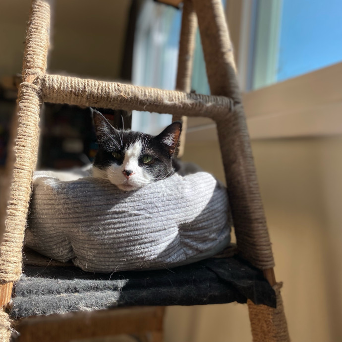 Julie's Purrfessional Cat Care