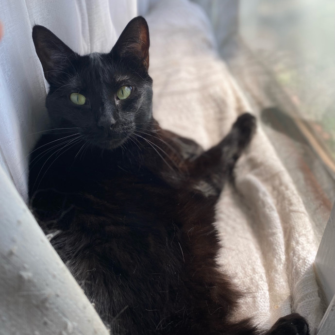 Julie's Purrfessional Cat Care