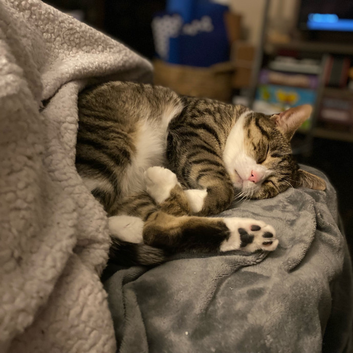 Julie's Purrfessional Cat Care