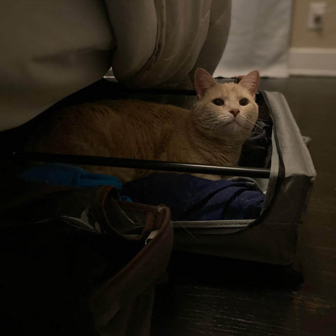 Julie's Purrfessional Cat Care