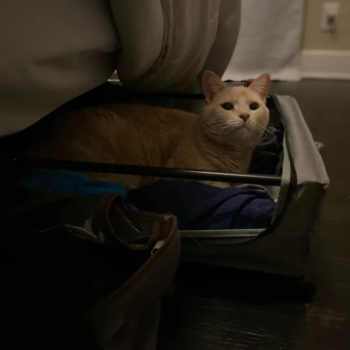 Purrfessional Cat Care - Made To Meet Your Kitty Sitting Needs