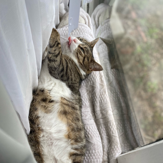 Julie's Purrfessional Cat Care