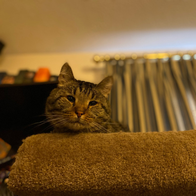 Julie's Purrfessional Cat Care