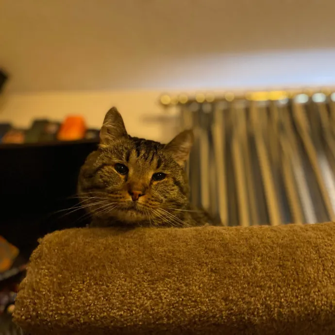 Purrfessional Cat Care - Made To Meet Your Kitty Sitting Needs