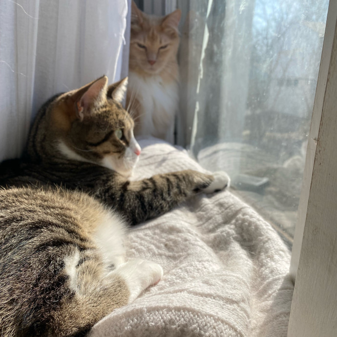 Julie's Purrfessional Cat Care
