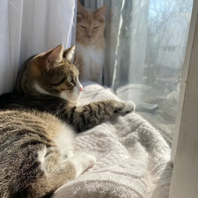 Purrfessional Cat Care - Made To Meet Your Kitty Sitting Needs