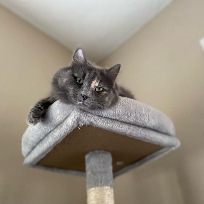 Julie's Purrfessional Cat Care