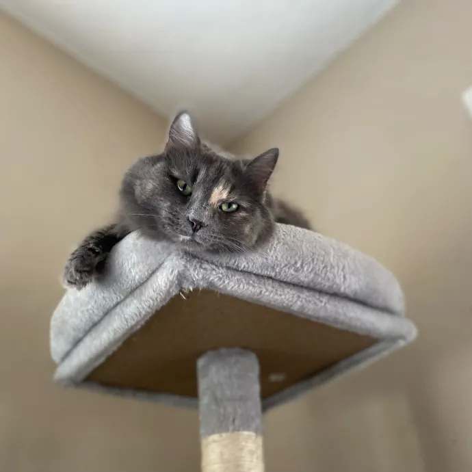 Purrfessional Cat Care - Made To Meet Your Kitty Sitting Needs