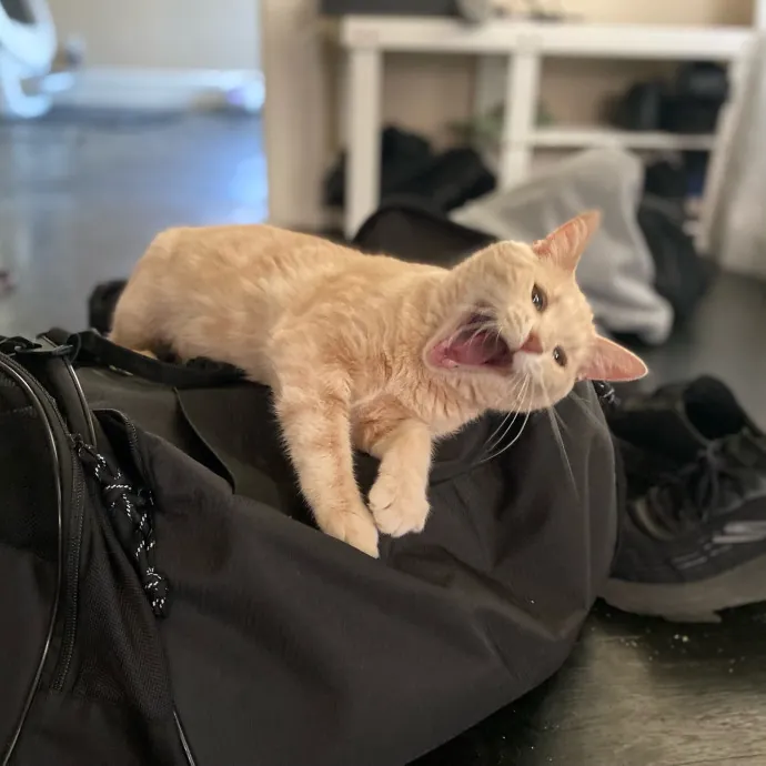 Purrfessional Cat Care - Made To Meet Your Kitty Sitting Needs