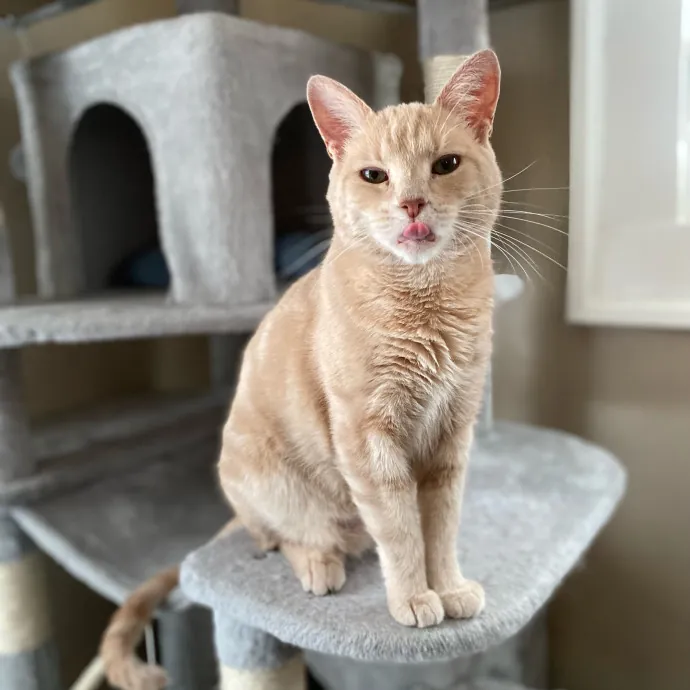 Purrfessional Cat Care - Made To Meet Your Kitty Sitting Needs