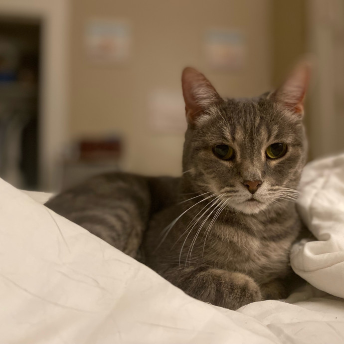 Julie's Purrfessional Cat Care