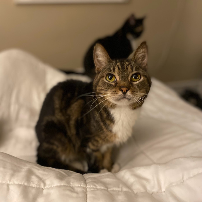 Julie's Purrfessional Cat Care