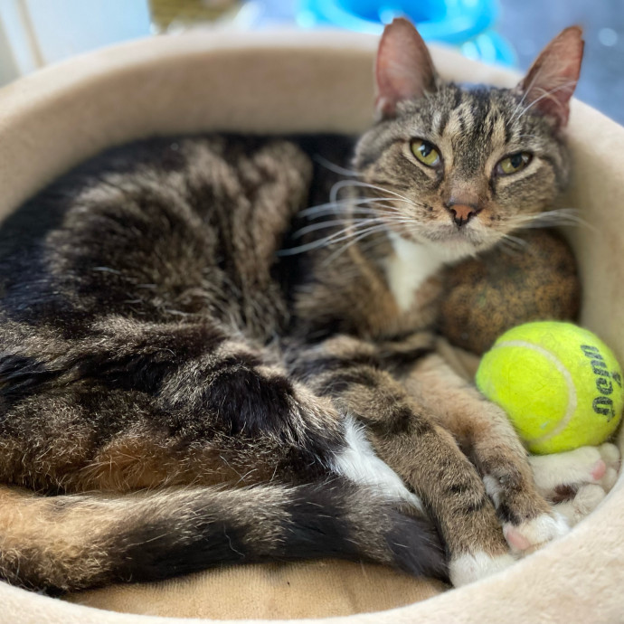 Julie's Purrfessional Cat Care