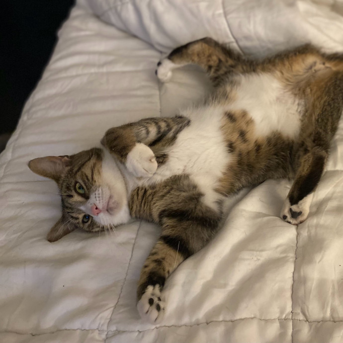 Julie's Purrfessional Cat Care