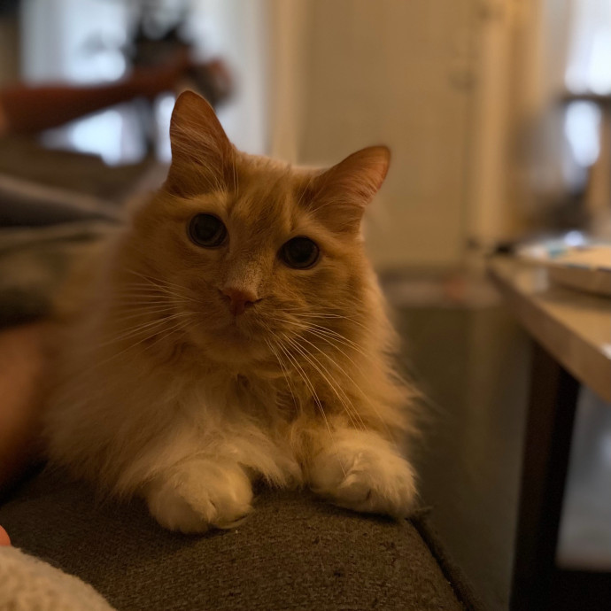 Julie's Purrfessional Cat Care