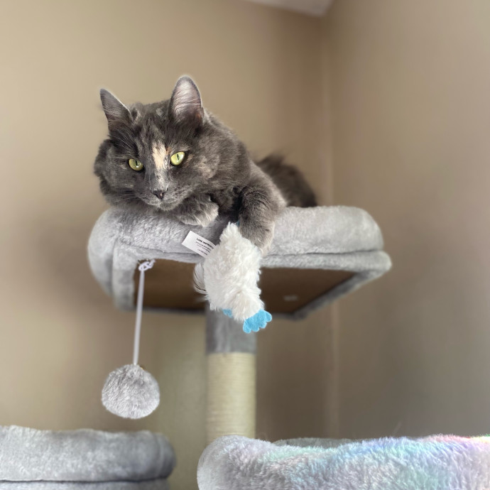 Julie's Purrfessional Cat Care
