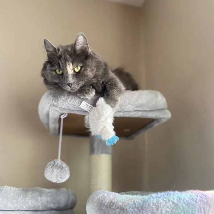 Purrfessional Cat Care - Made To Meet Your Kitty Sitting Needs