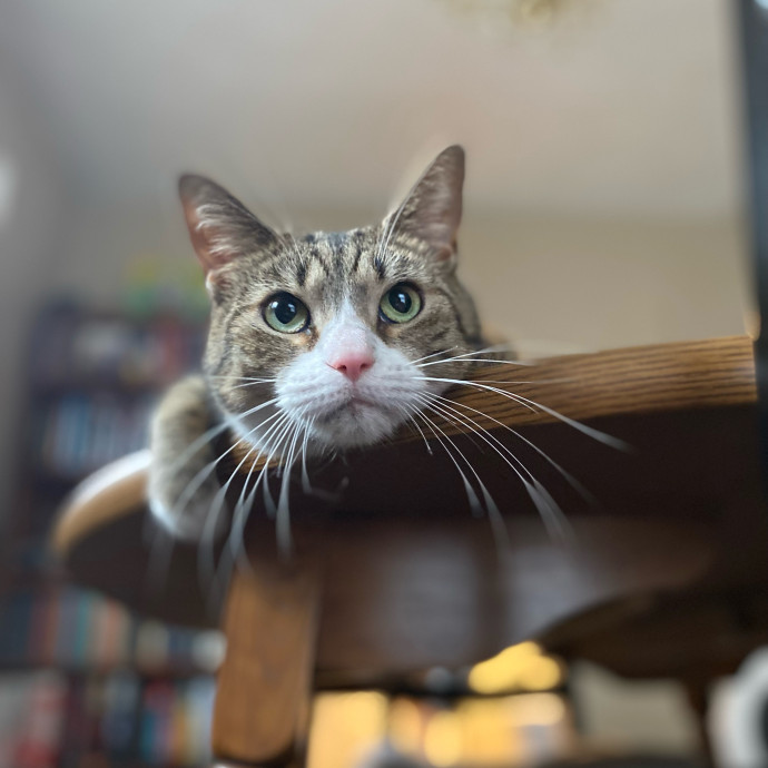 Julie's Purrfessional Cat Care