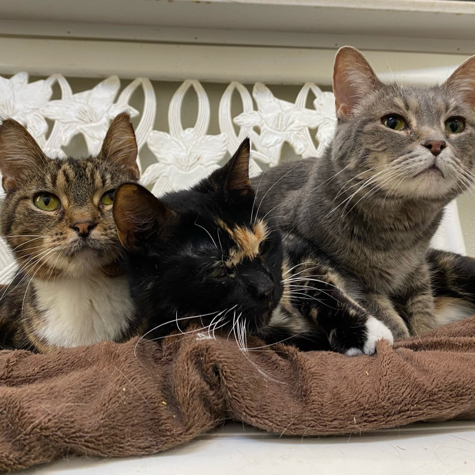 Julie's Purrfessional Cat Care