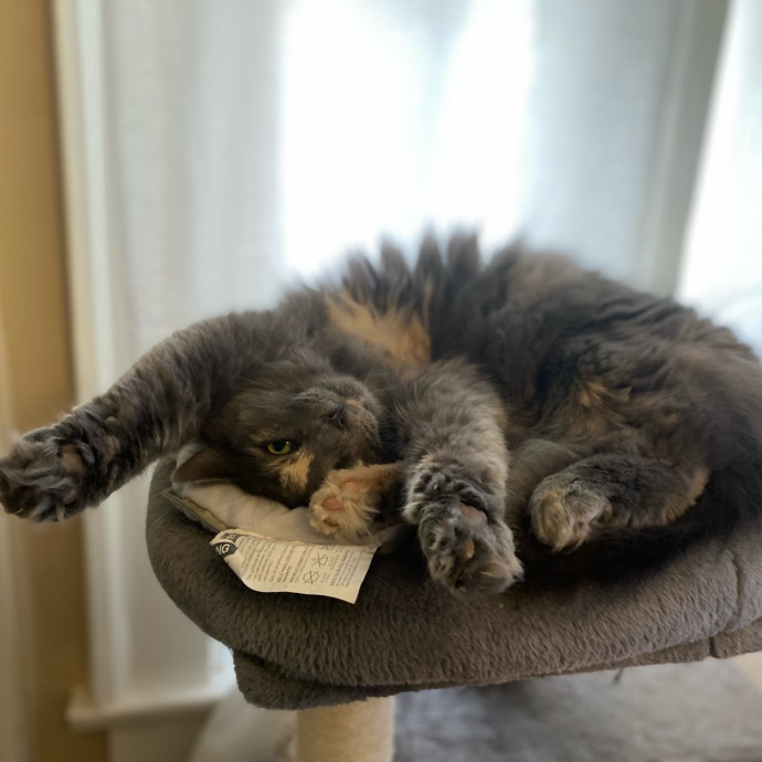 Julie's Purrfessional Cat Care