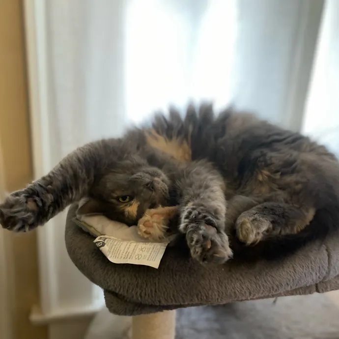 Purrfessional Cat Care - Made To Meet Your Kitty Sitting Needs