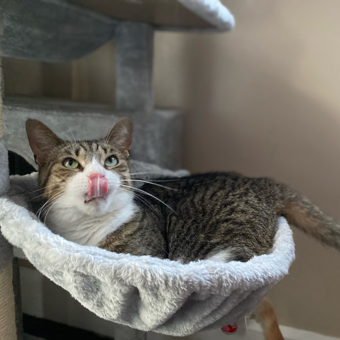Julie's Purrfessional Cat Care