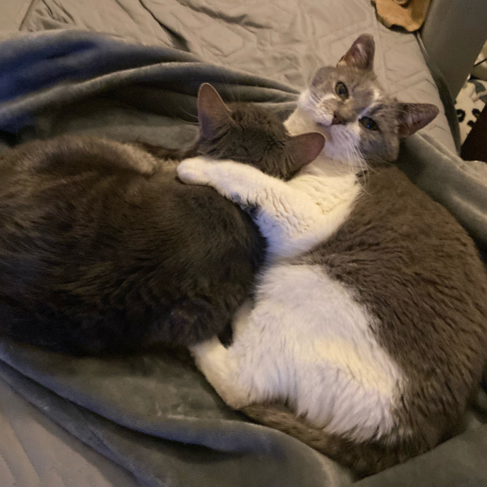 Julie's Purrfessional Cat Care