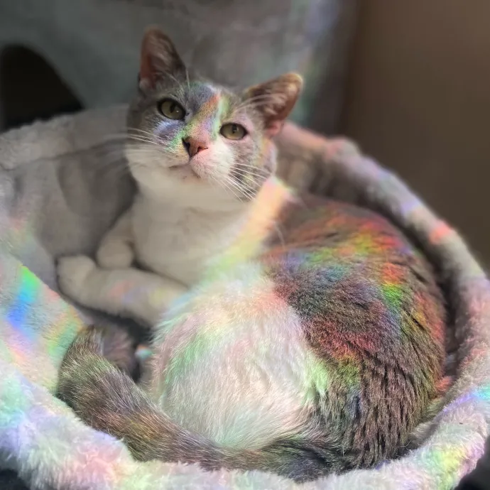 Purrfessional Cat Care - Made To Meet Your Kitty Sitting Needs