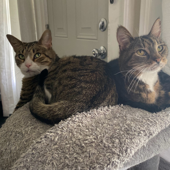 Julie's Purrfessional Cat Care
