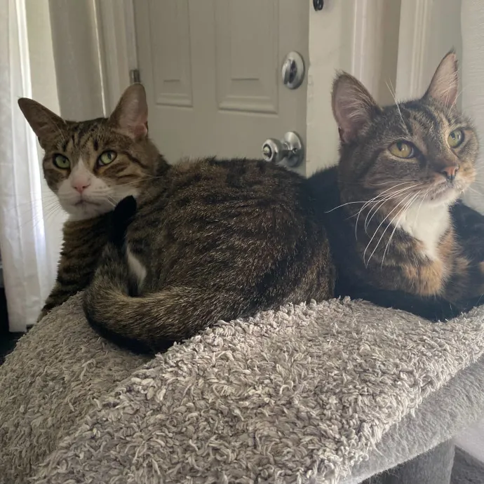 Purrfessional Cat Care - Made To Meet Your Kitty Sitting Needs