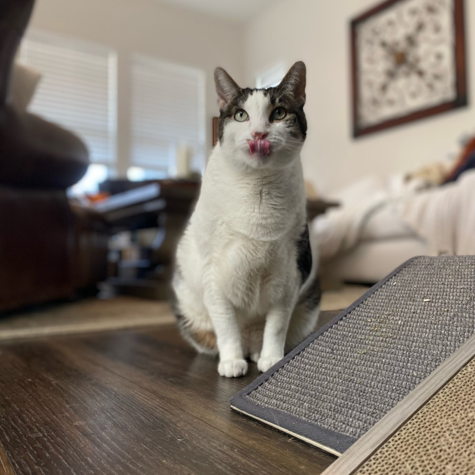 Julie's Purrfessional Cat Care