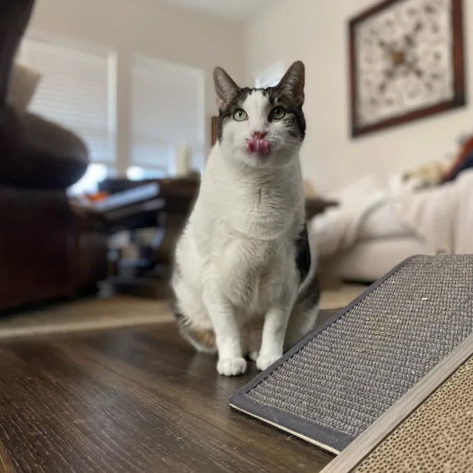 Purrfessional Cat Care - Made To Meet Your Kitty Sitting Needs