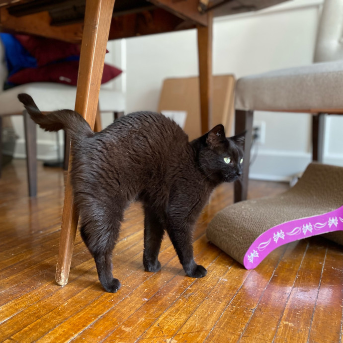 Julie's Purrfessional Cat Care