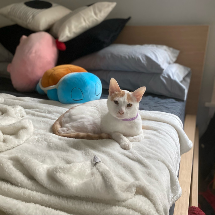 Julie's Purrfessional Cat Care