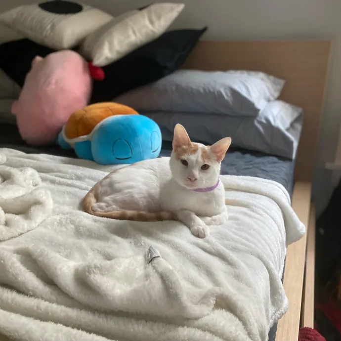 Purrfessional Cat Care - Made To Meet Your Kitty Sitting Needs