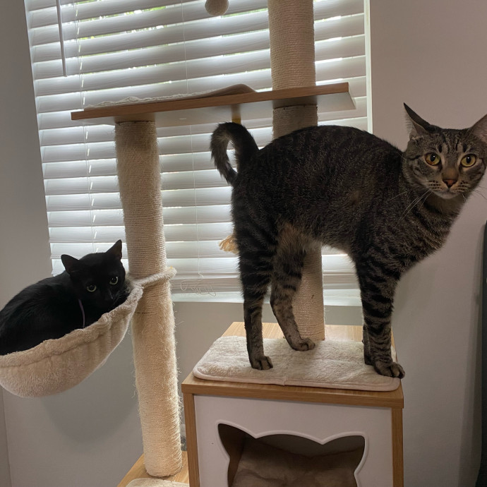 Julie's Purrfessional Cat Care