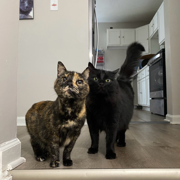 Julie's Purrfessional Cat Care