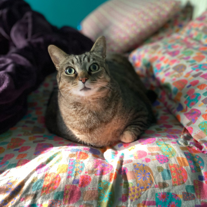 Julie's Purrfessional Cat Care